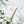 Load image into Gallery viewer, Tea-Trica B5 Cream
